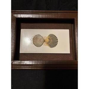 Small Shell Shadow Box With a Pair of Scallop Shells from Sanibel Island